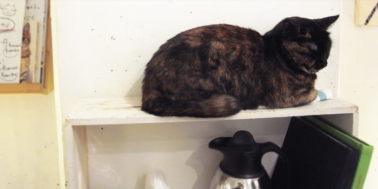 福岡の猫カフェキューリグ