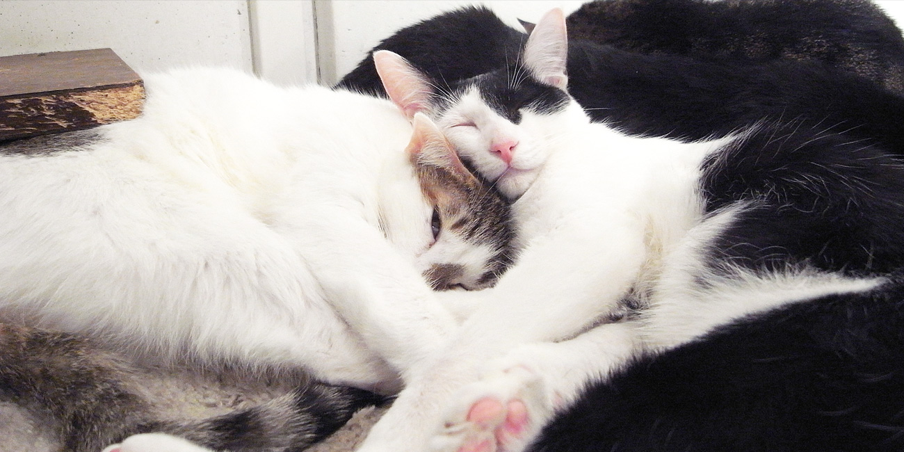 福岡の猫カフェキューリグ