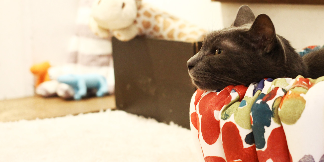 福岡の猫カフェキューリグ